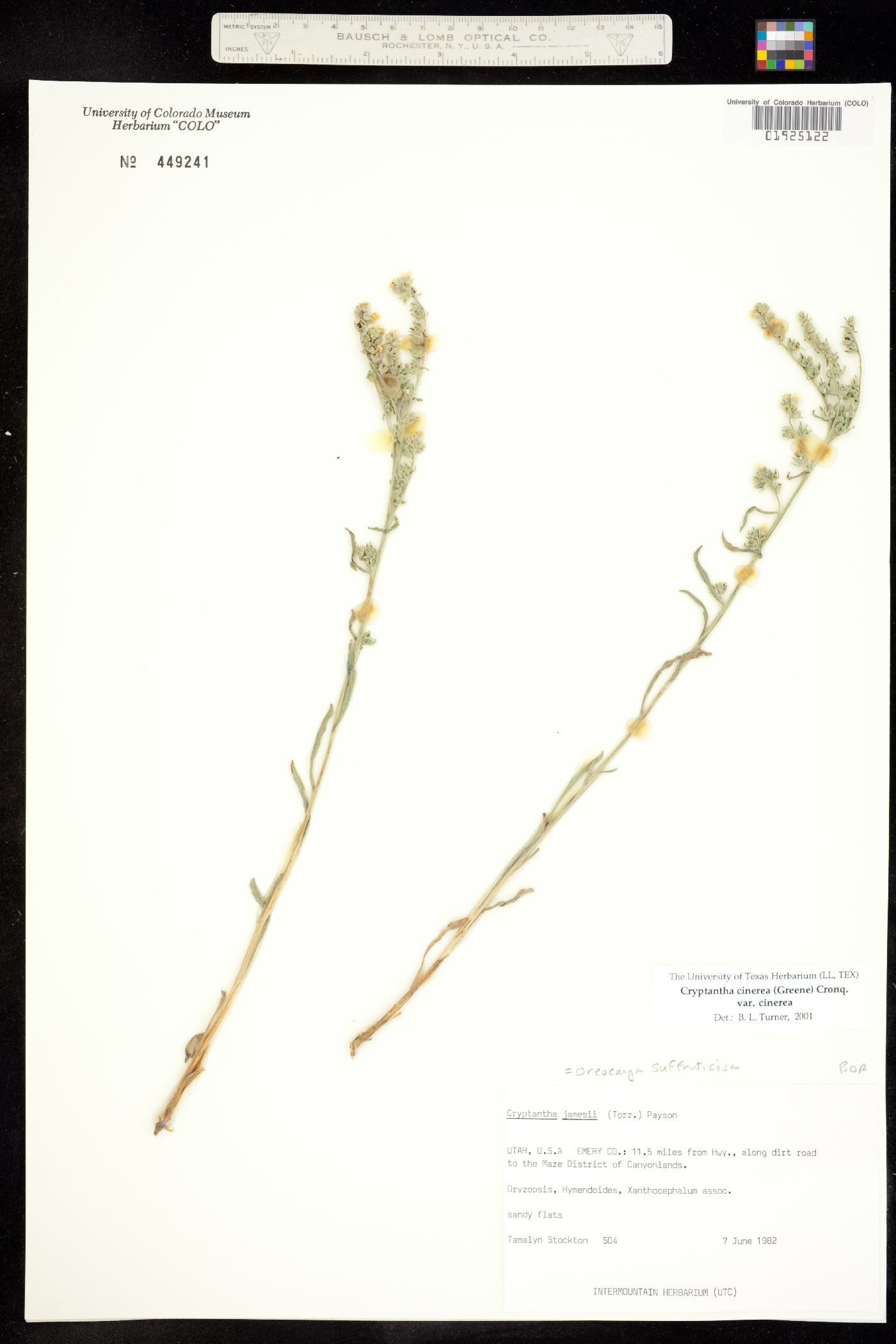 Cryptantha cinerea var. jamesii image