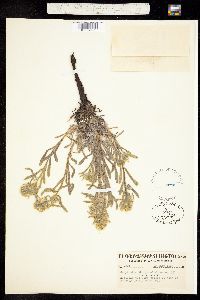 Cryptantha thompsonii image