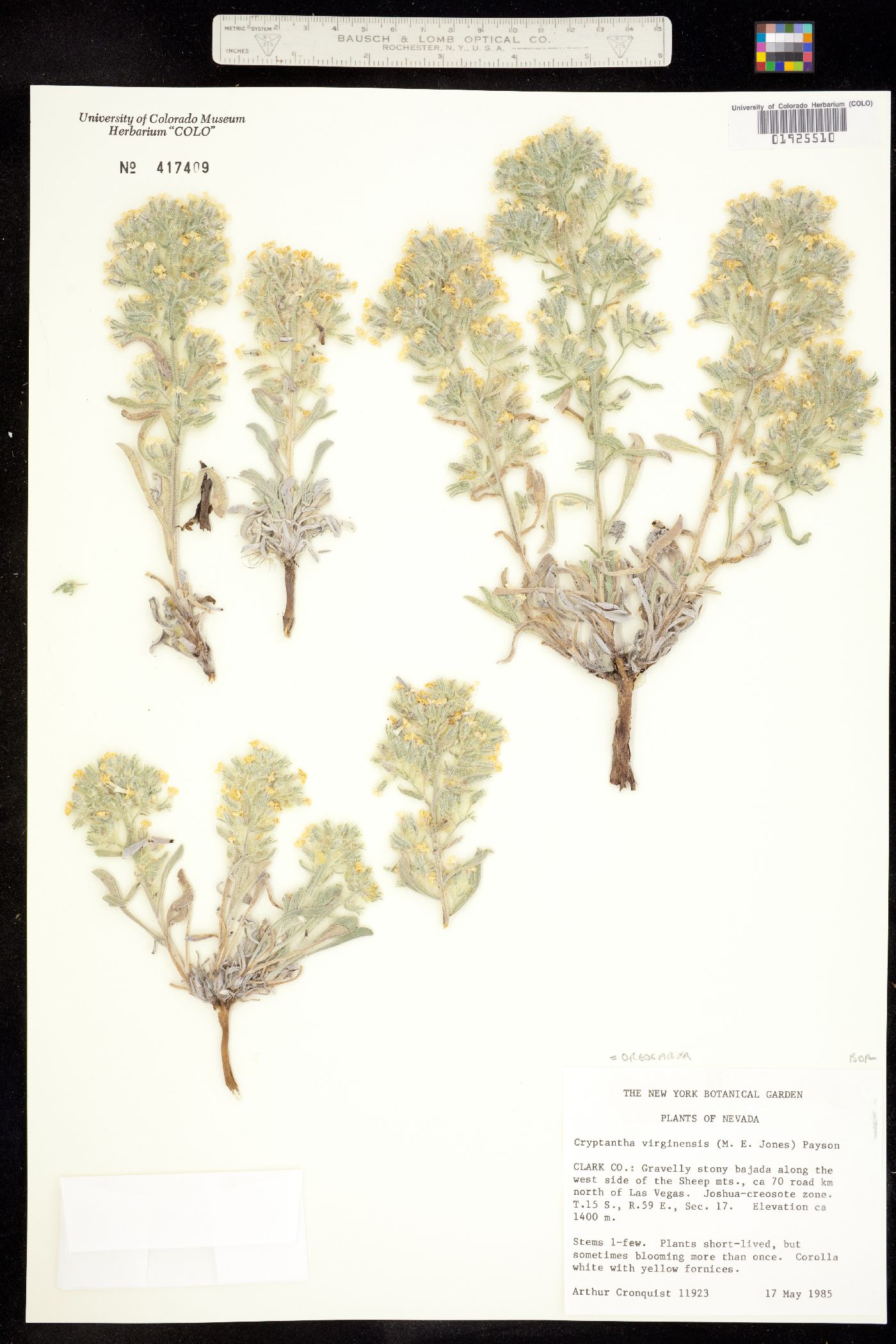 Cryptantha virginensis image