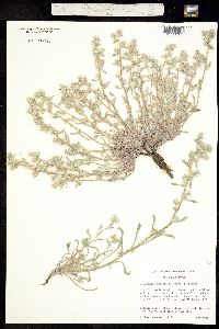 Oreocarya welshii image