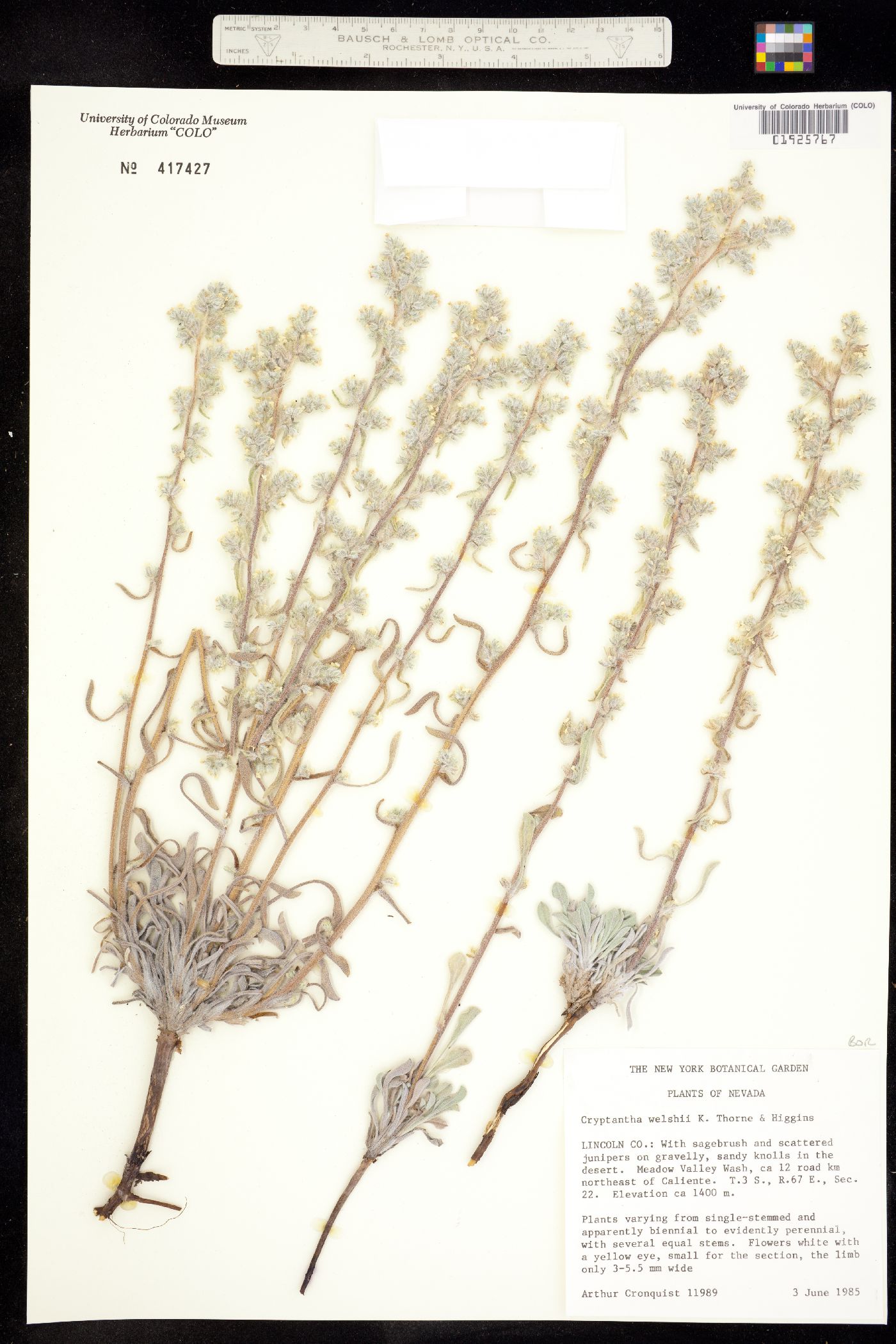Oreocarya welshii image