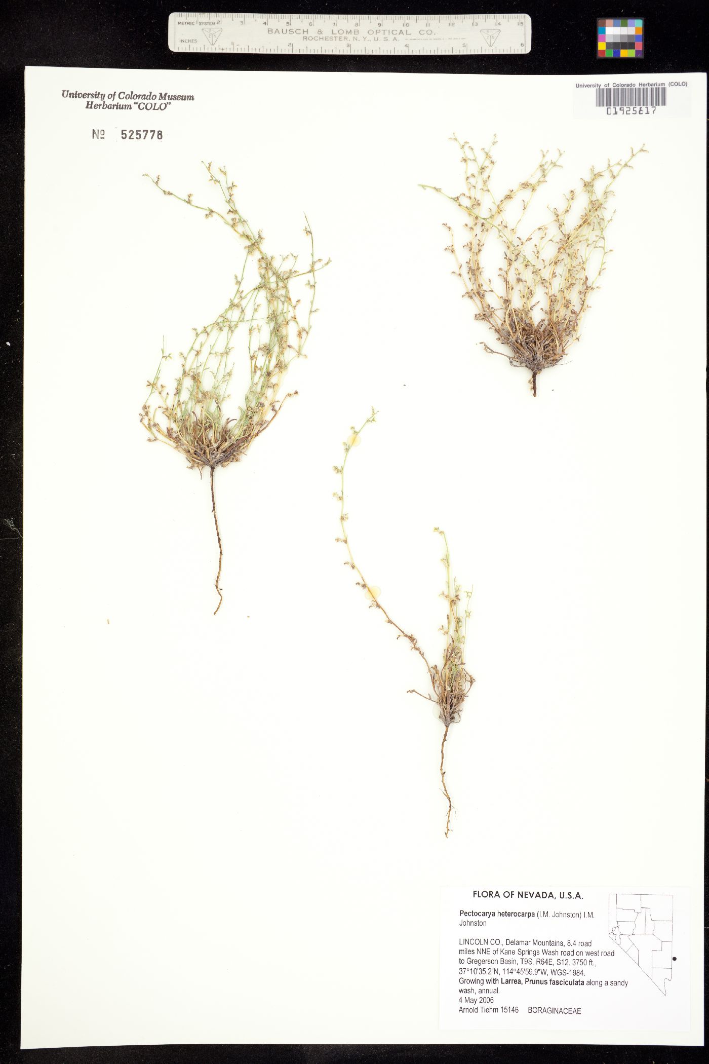 Pectocarya heterocarpa image