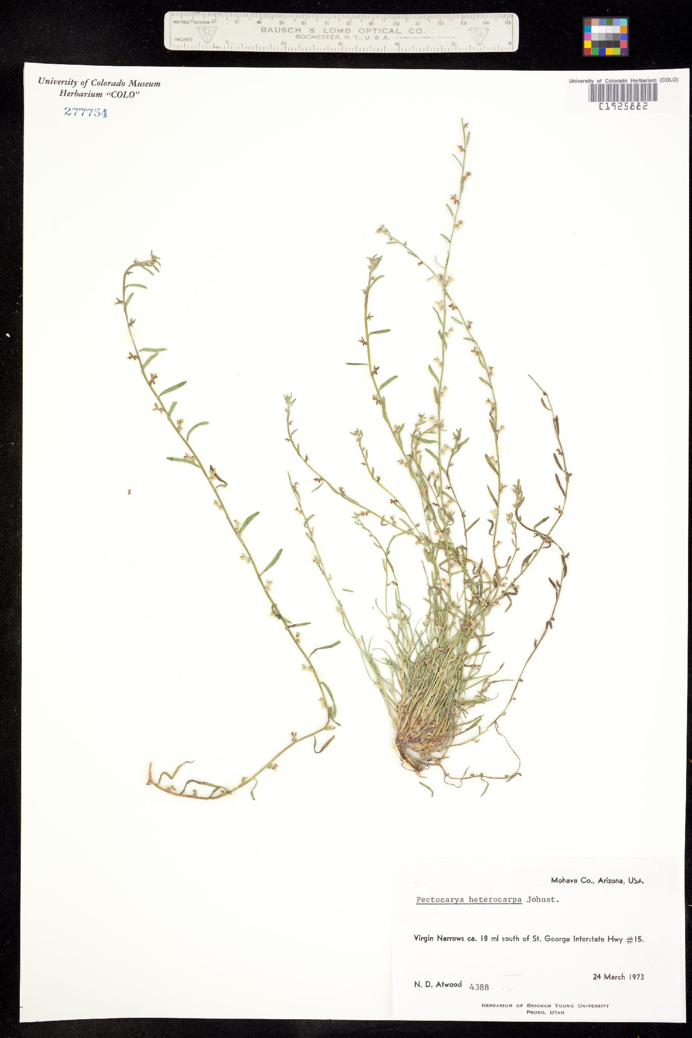 Pectocarya heterocarpa image