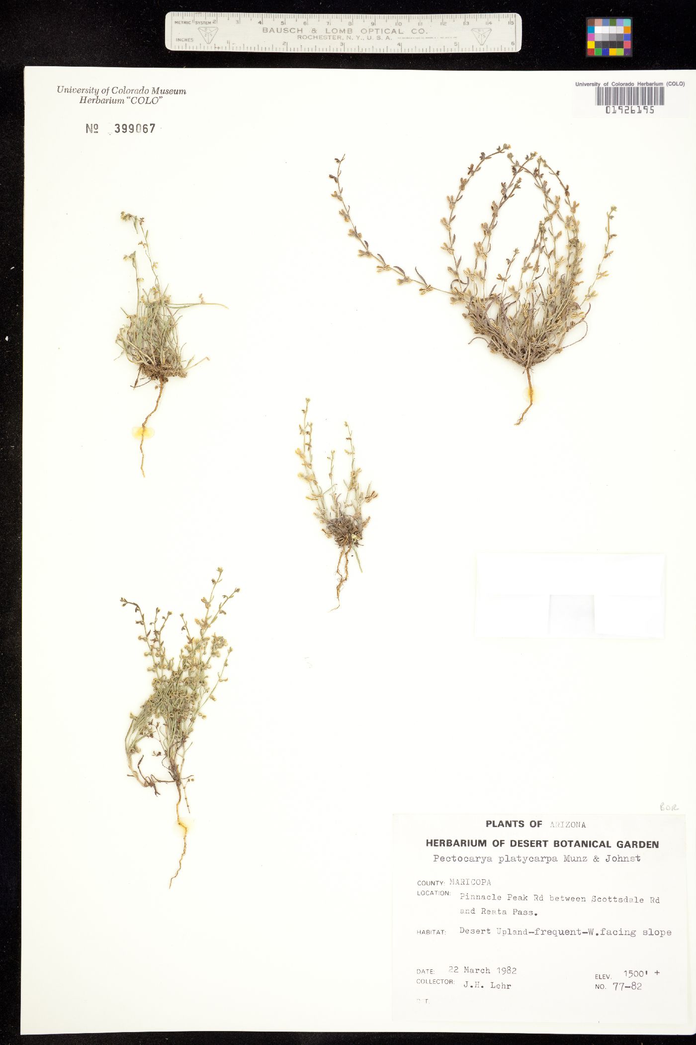 Pectocarya platycarpa image