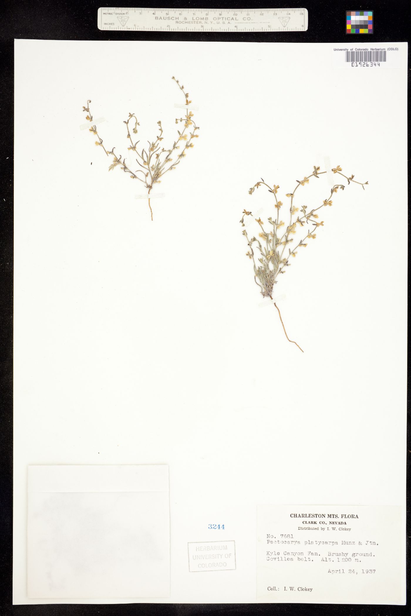Pectocarya platycarpa image
