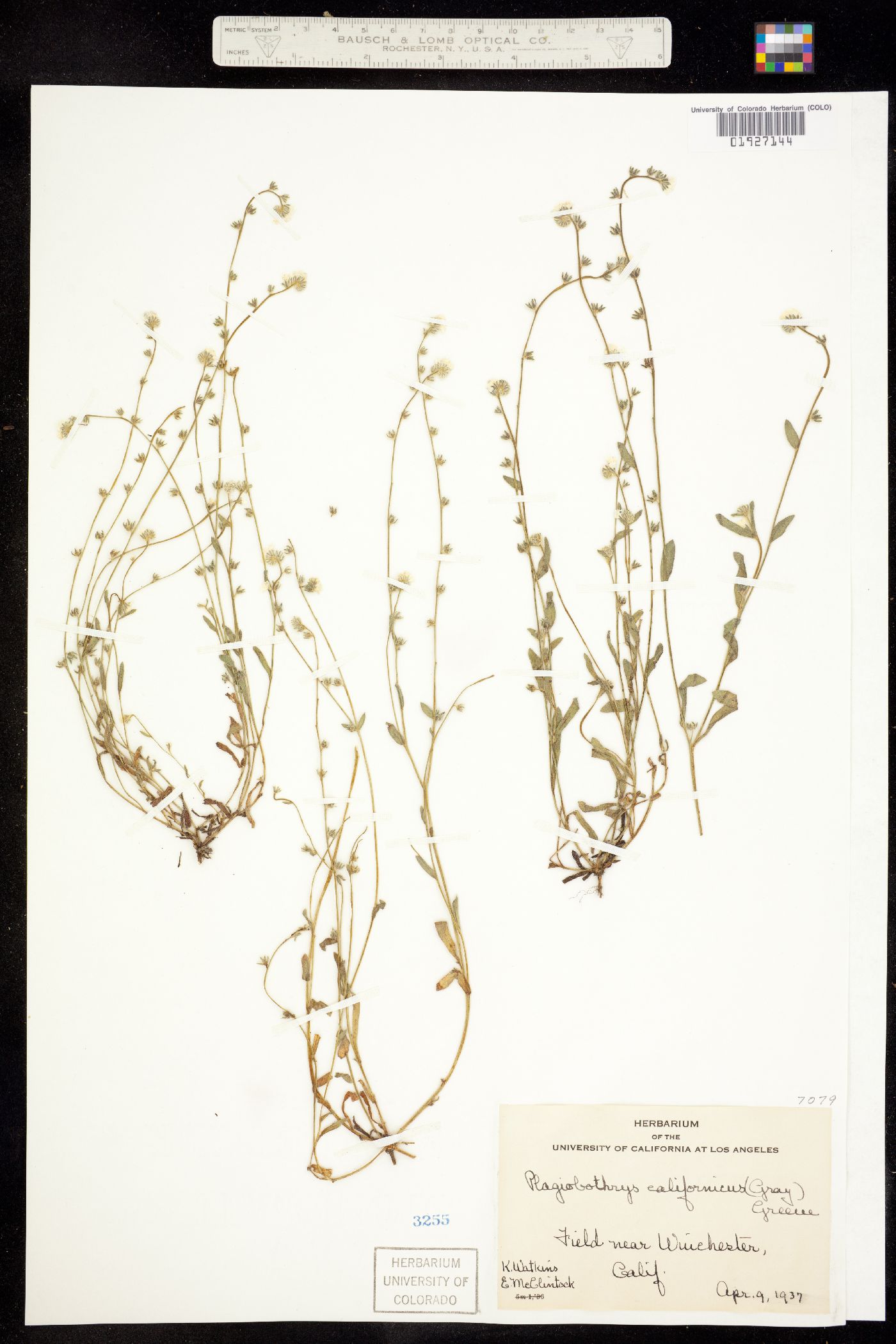 Plagiobothrys collinus image