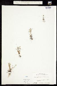Plagiobothrys collinus var. californicus image