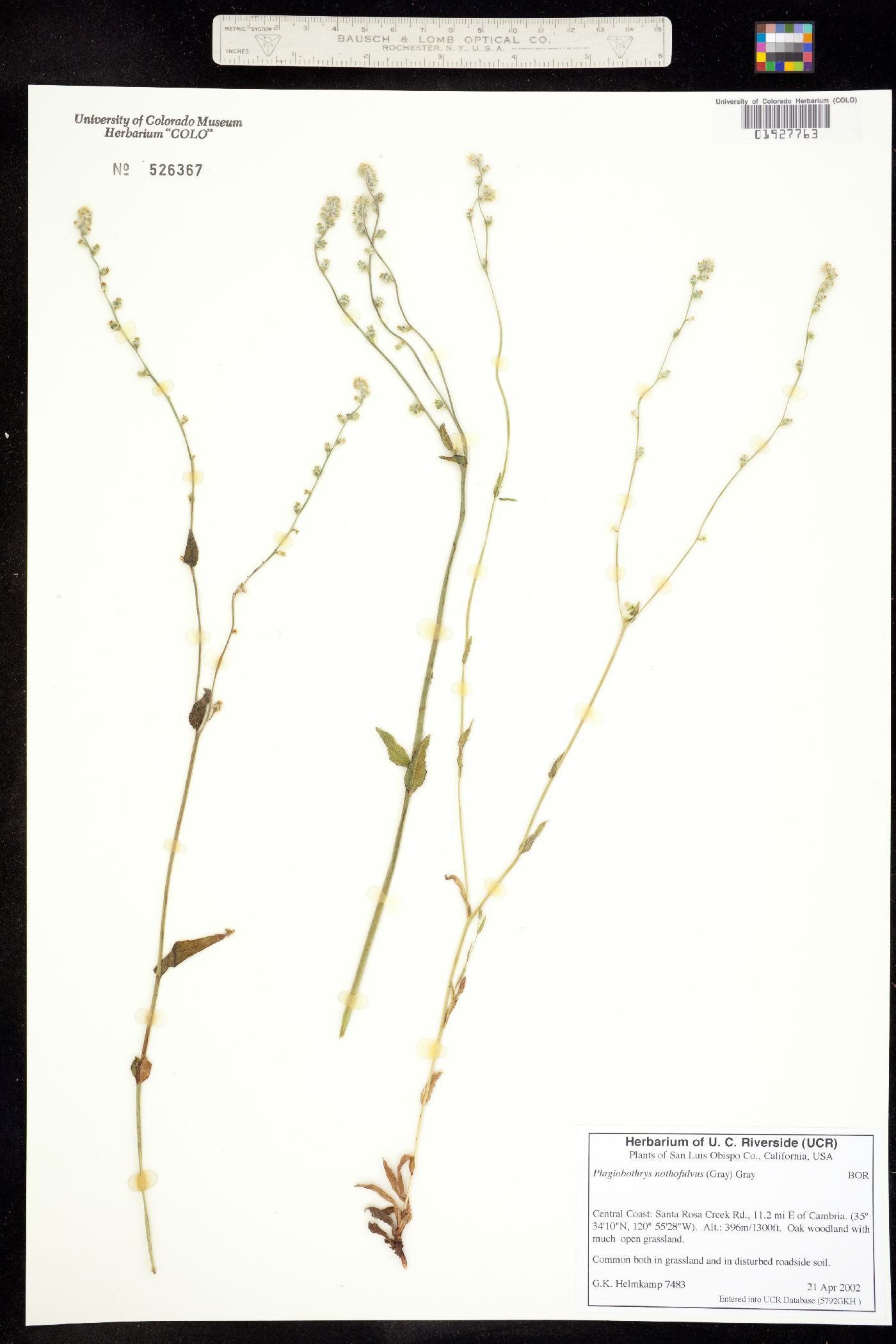 Plagiobothrys image