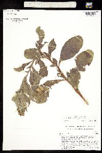 Tournefortia hartwegiana image