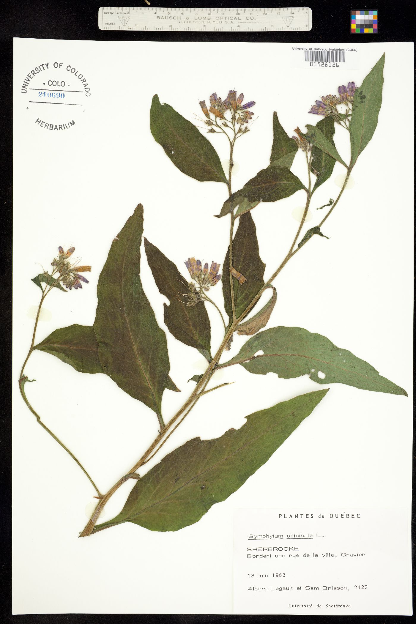 Symphytum officinale image