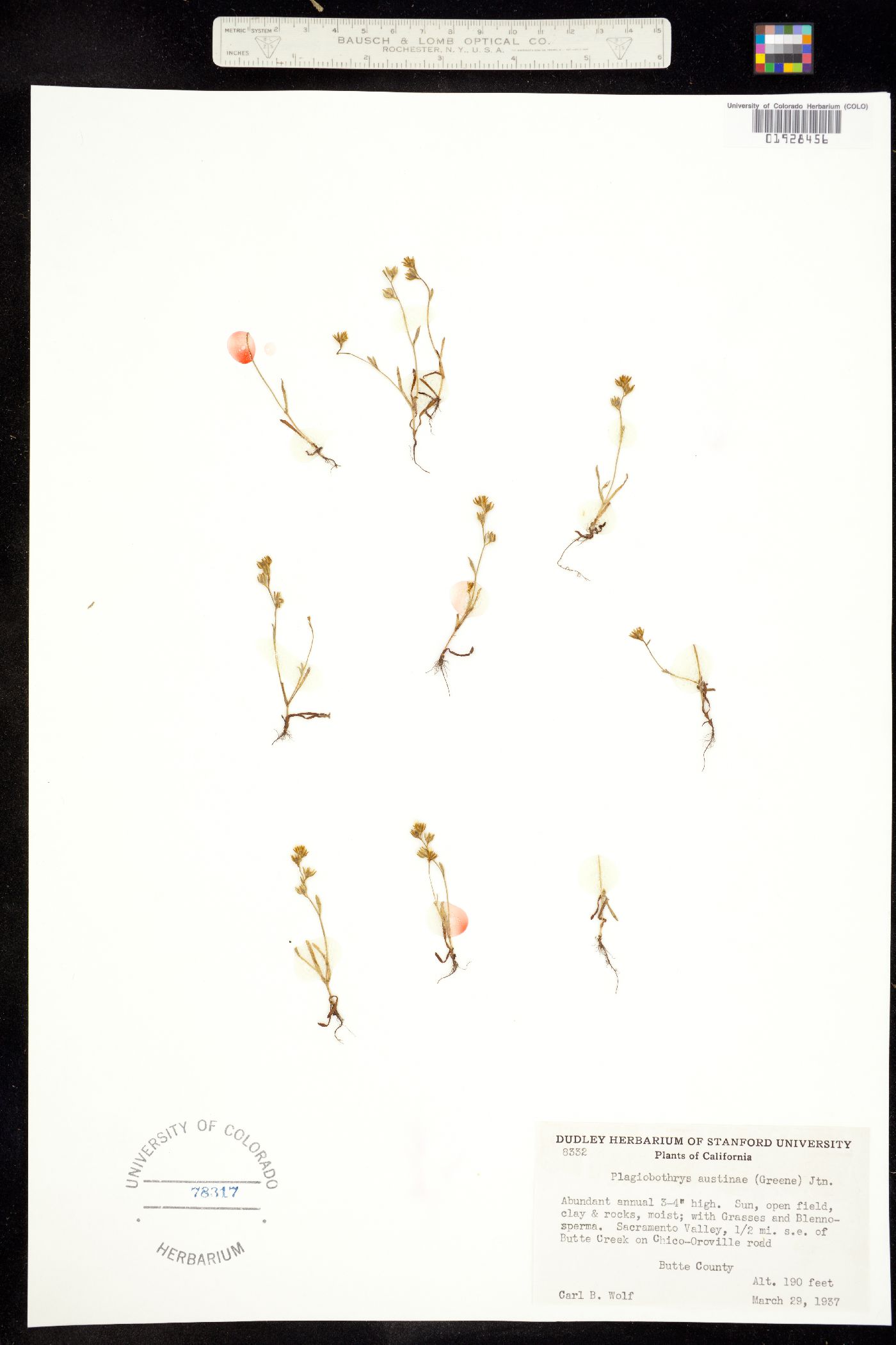 Plagiobothrys austinae image