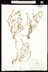 Plagiobothrys austinae image