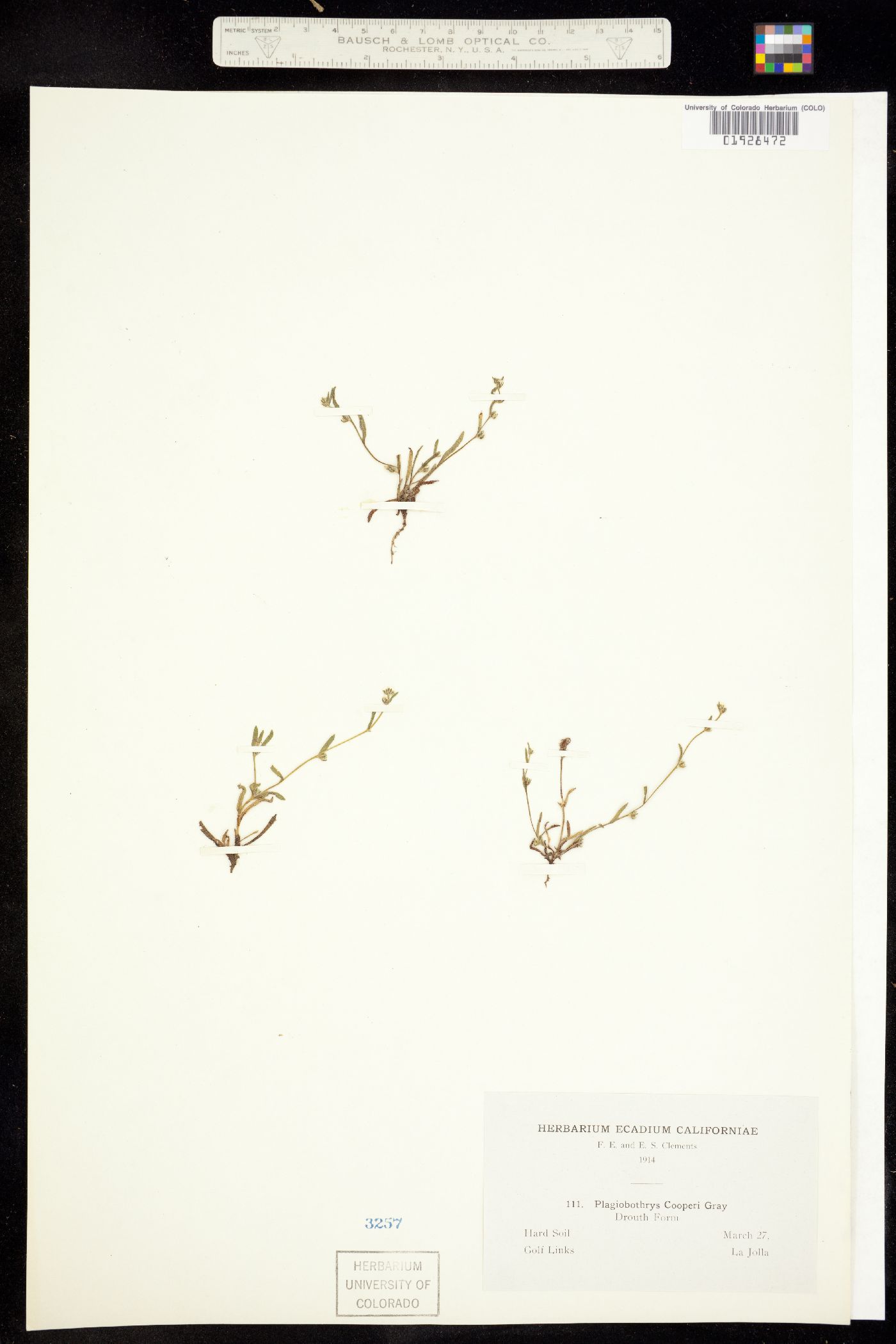 Plagiobothrys cooperi image
