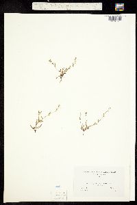 Plagiobothrys cooperi image