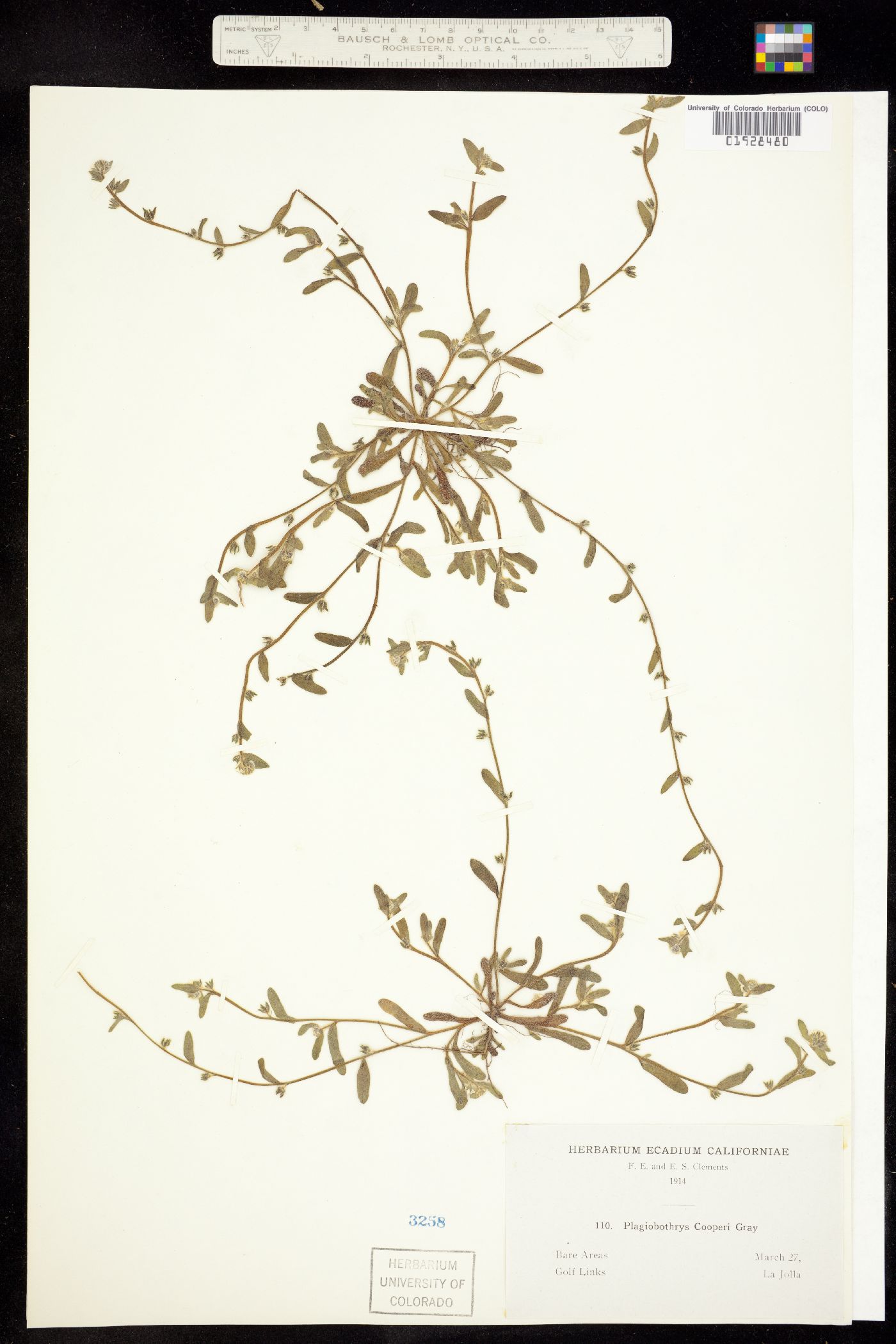 Plagiobothrys cooperi image