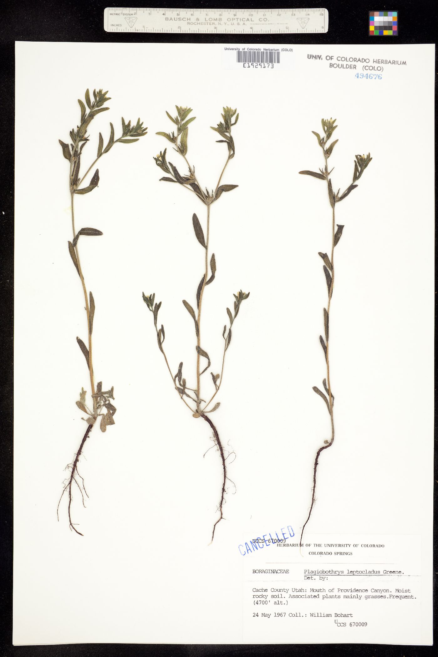 Plagiobothrys leptocladus image