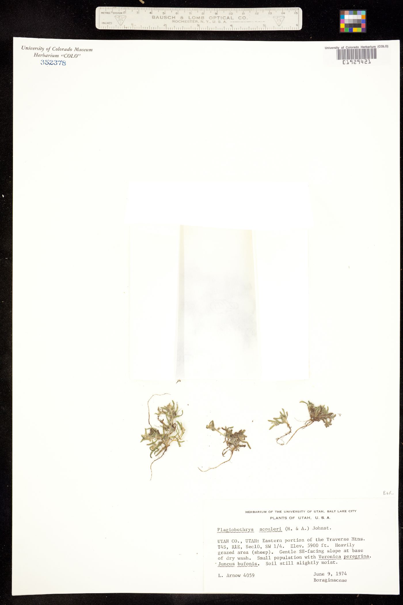 Plagiobothrys scouleri image