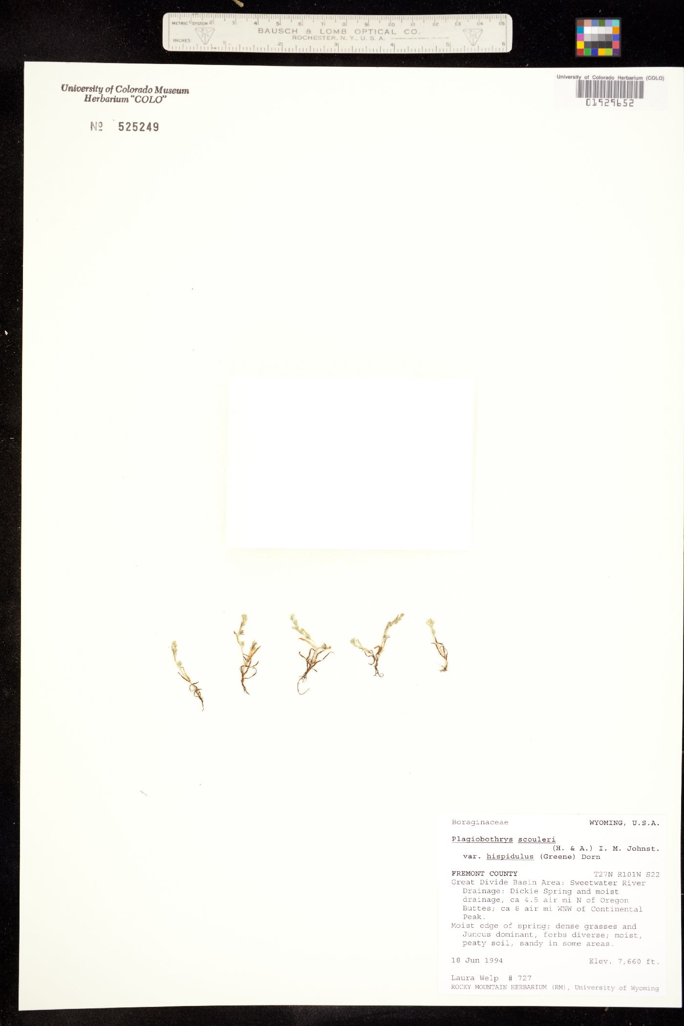 Plagiobothrys hispidulus image