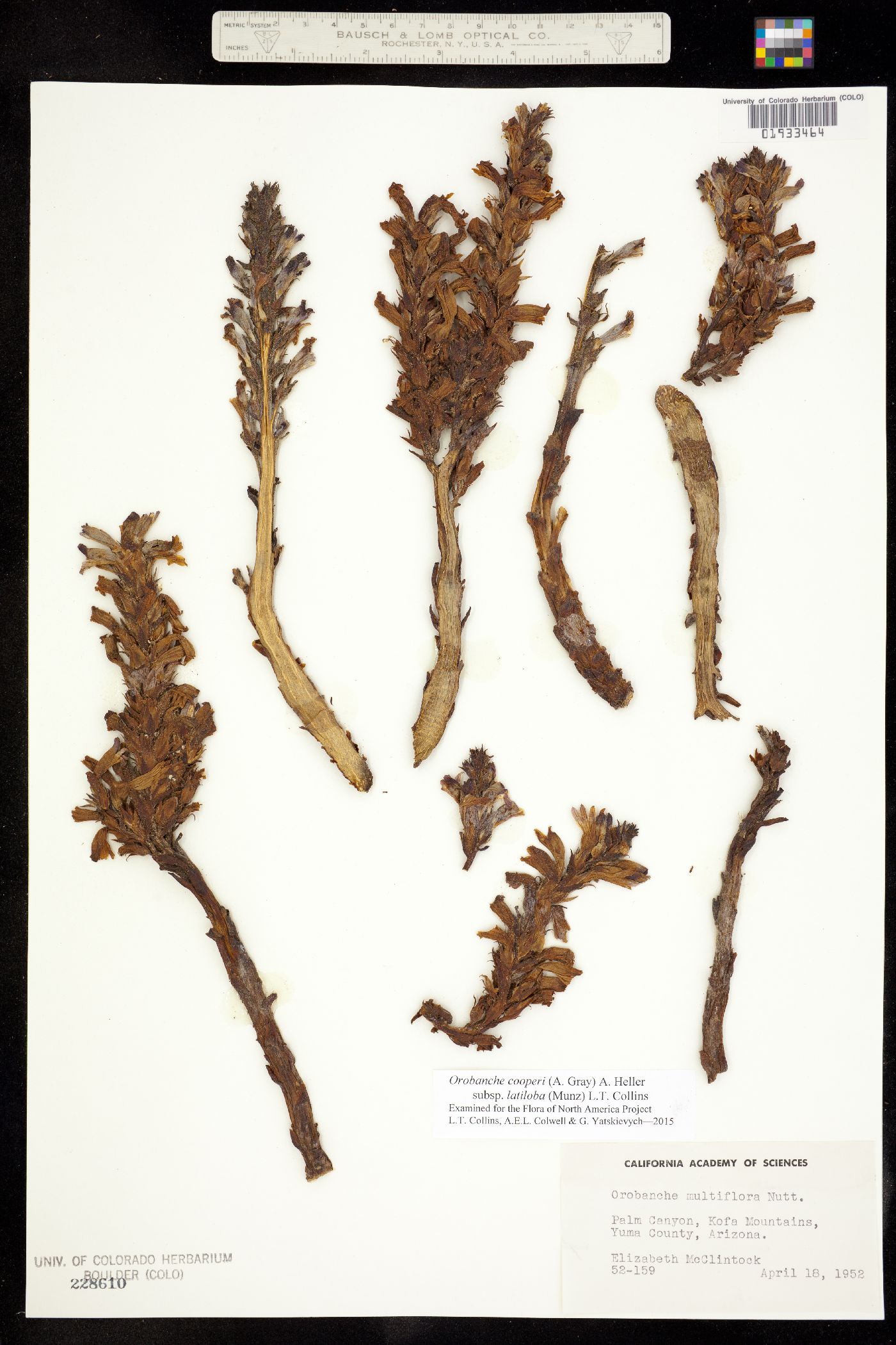 Orobanche cooperi subsp. latiloba image