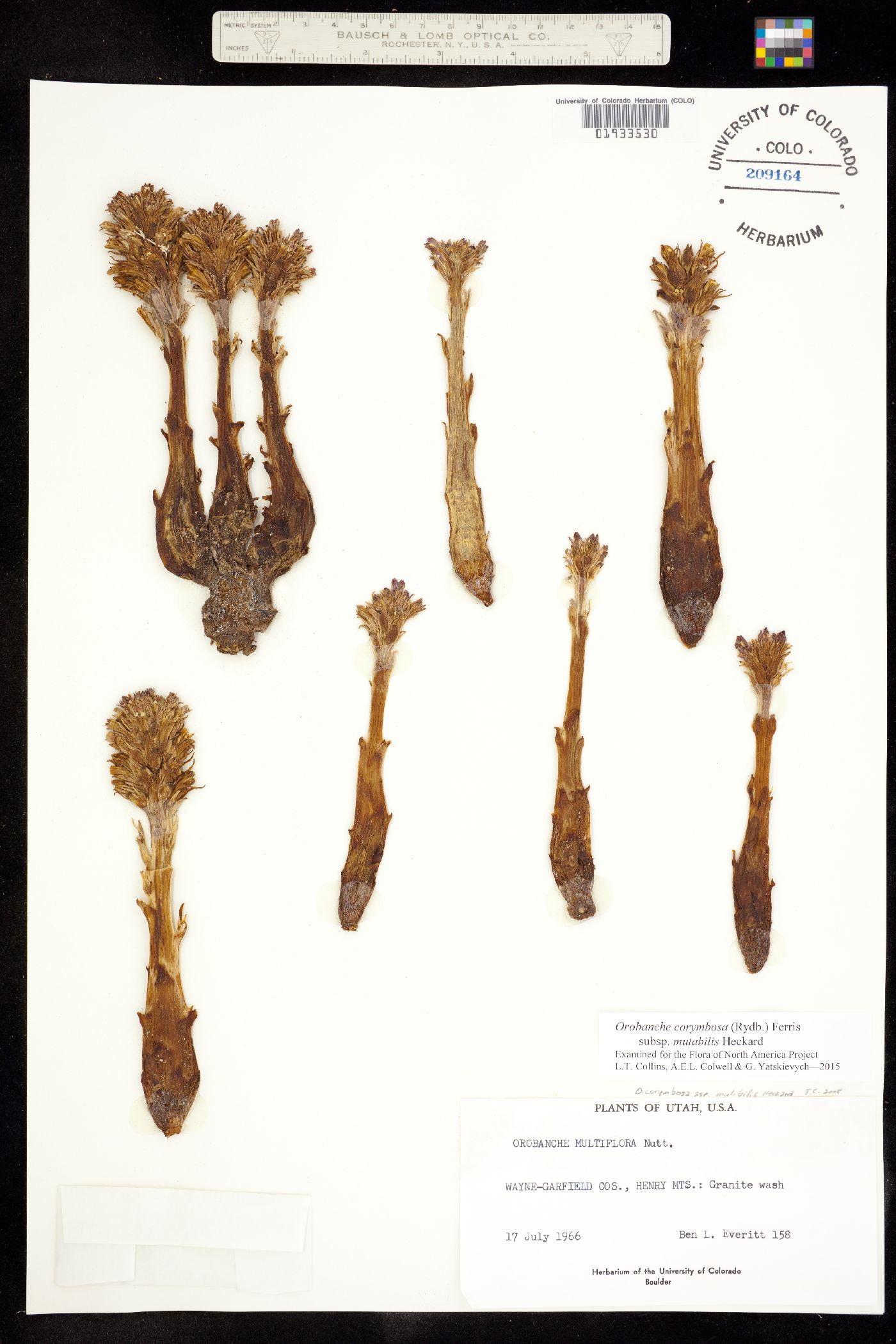 Orobanche corymbosa ssp. mutabilis image