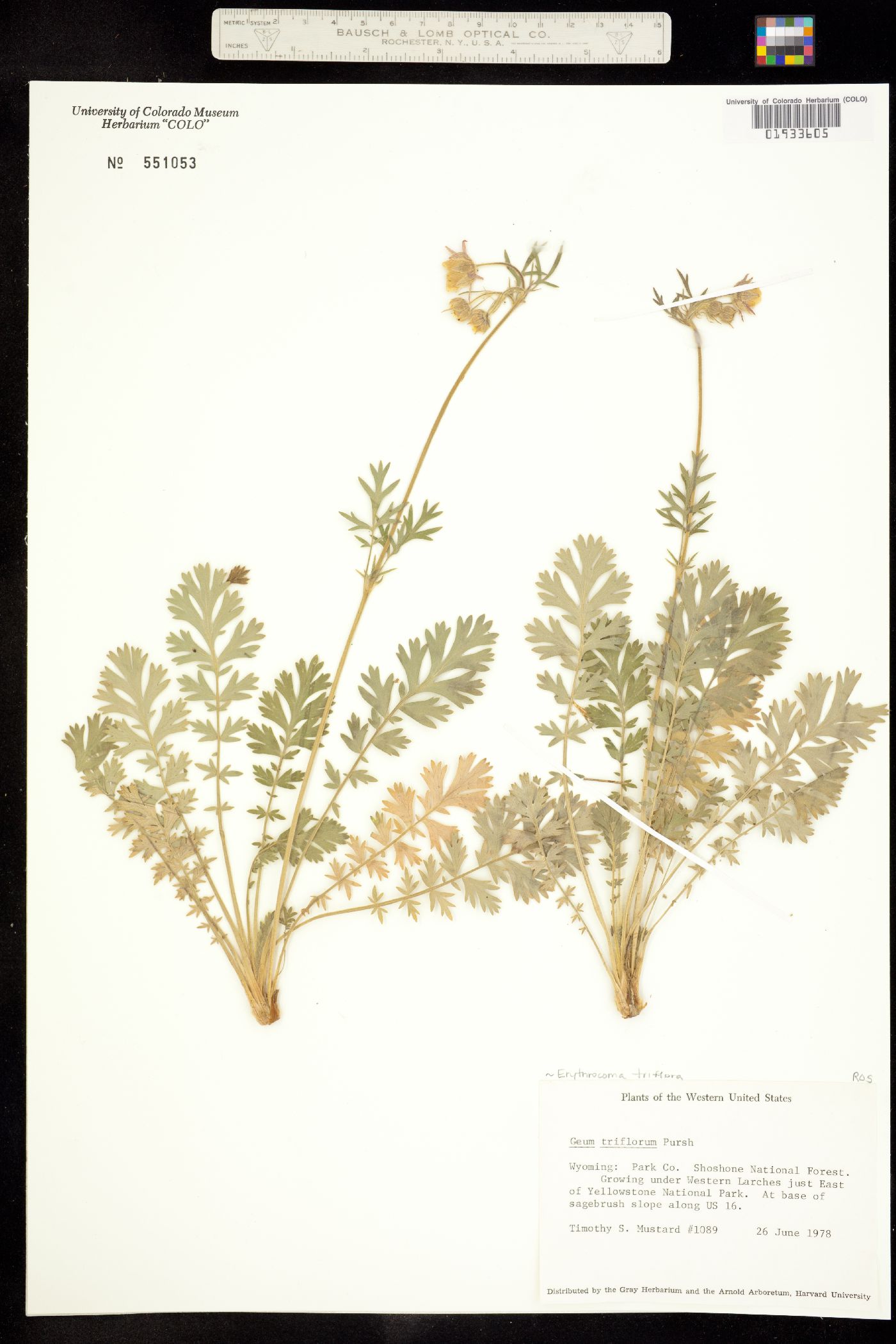 Geum triflorum var. triflorum image