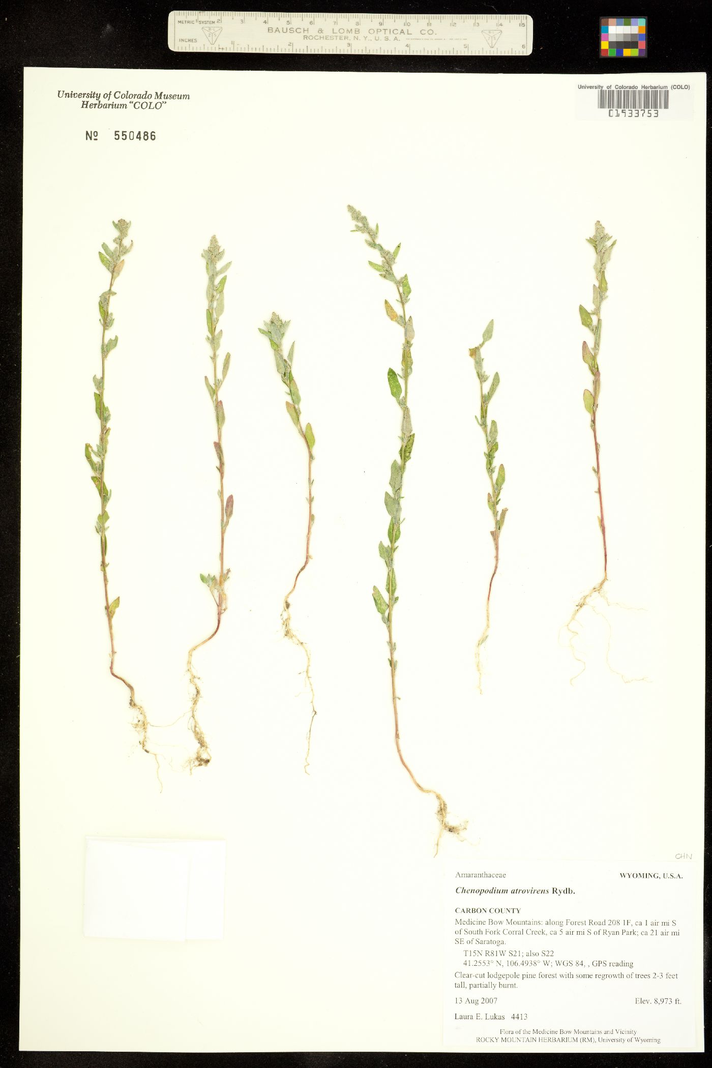 Chenopodium atrovirens image