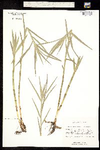 Image of Dulichium arundinaceum