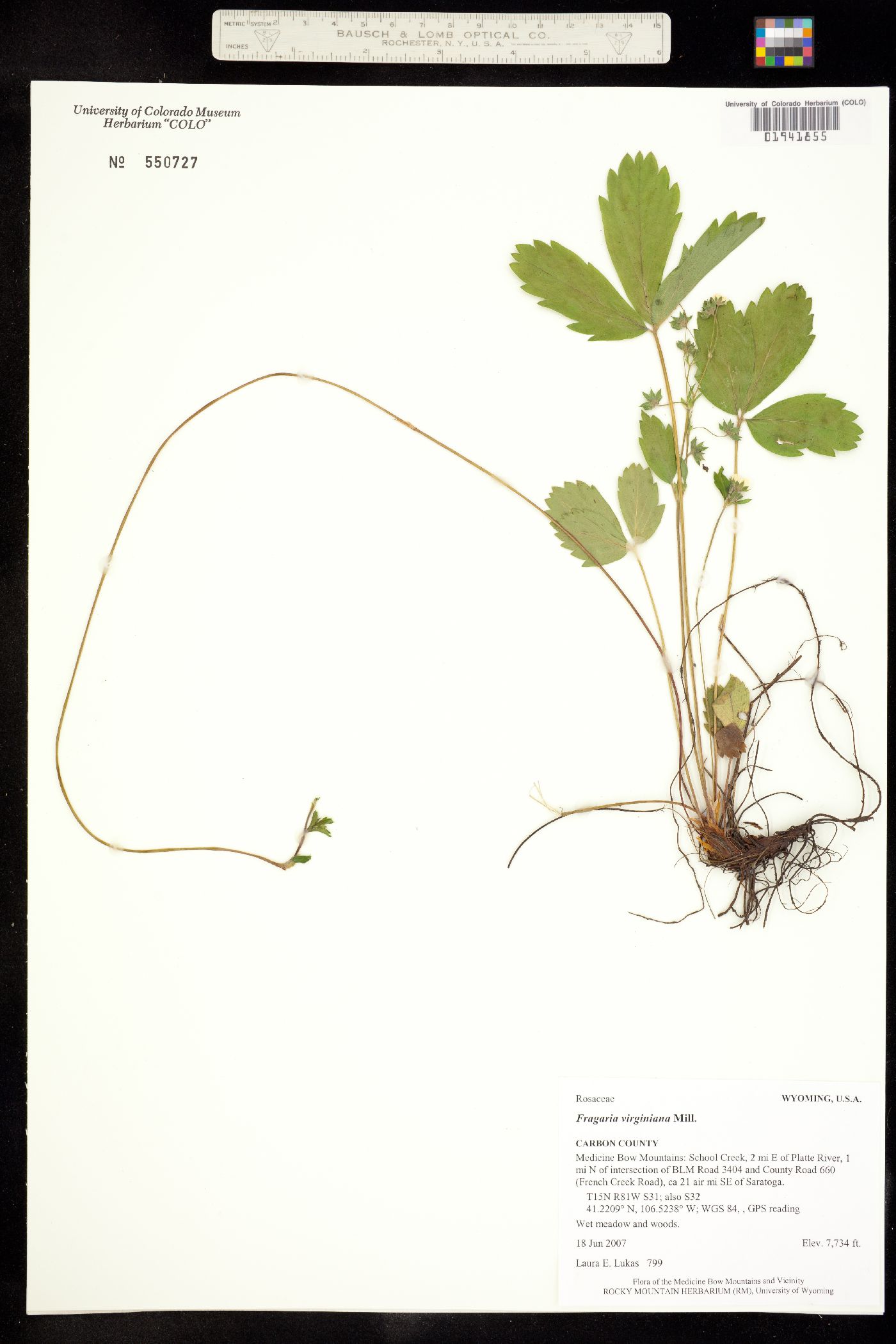 Fragaria virginiana image