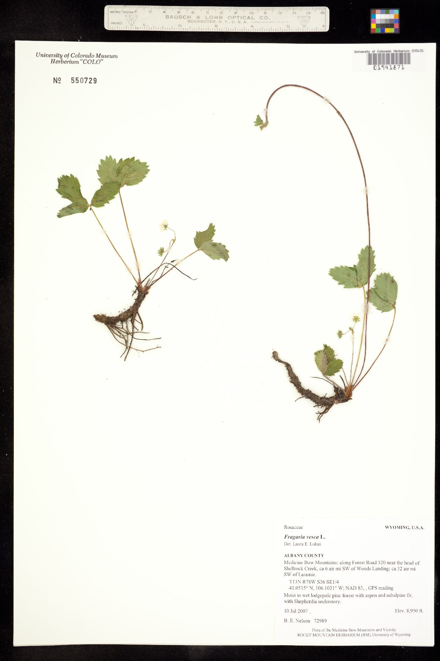 Fragaria vesca image