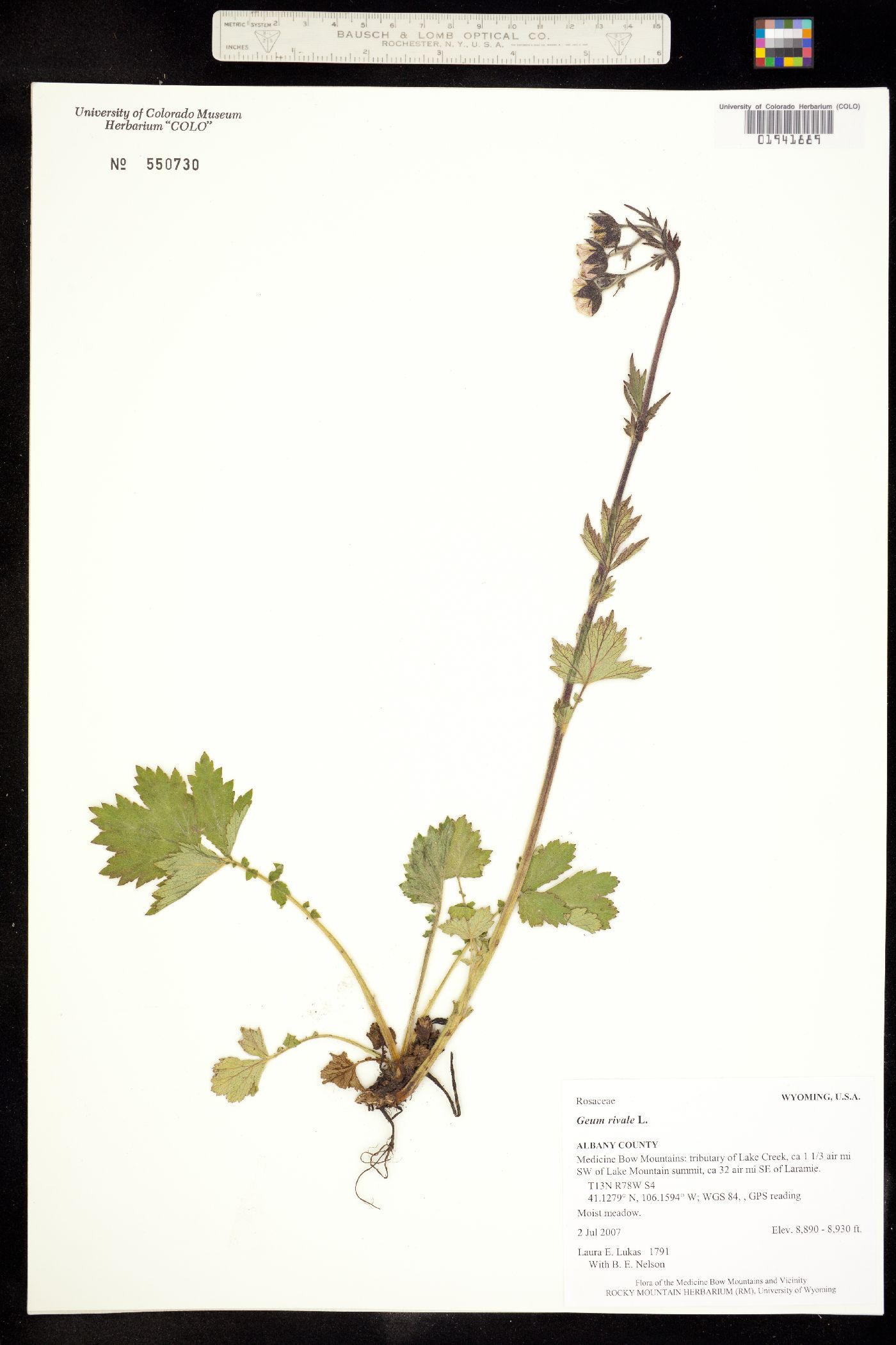 Geum rivale image