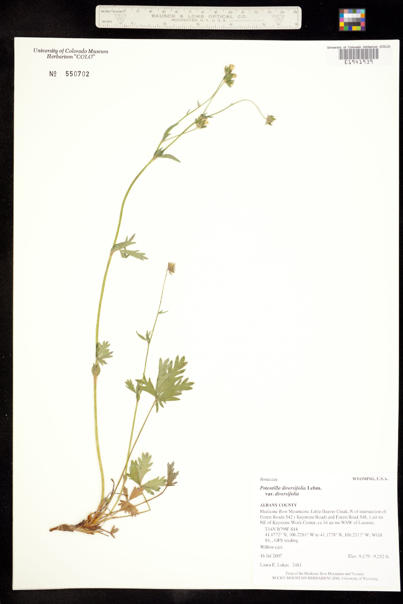 Potentilla X diversifolia image