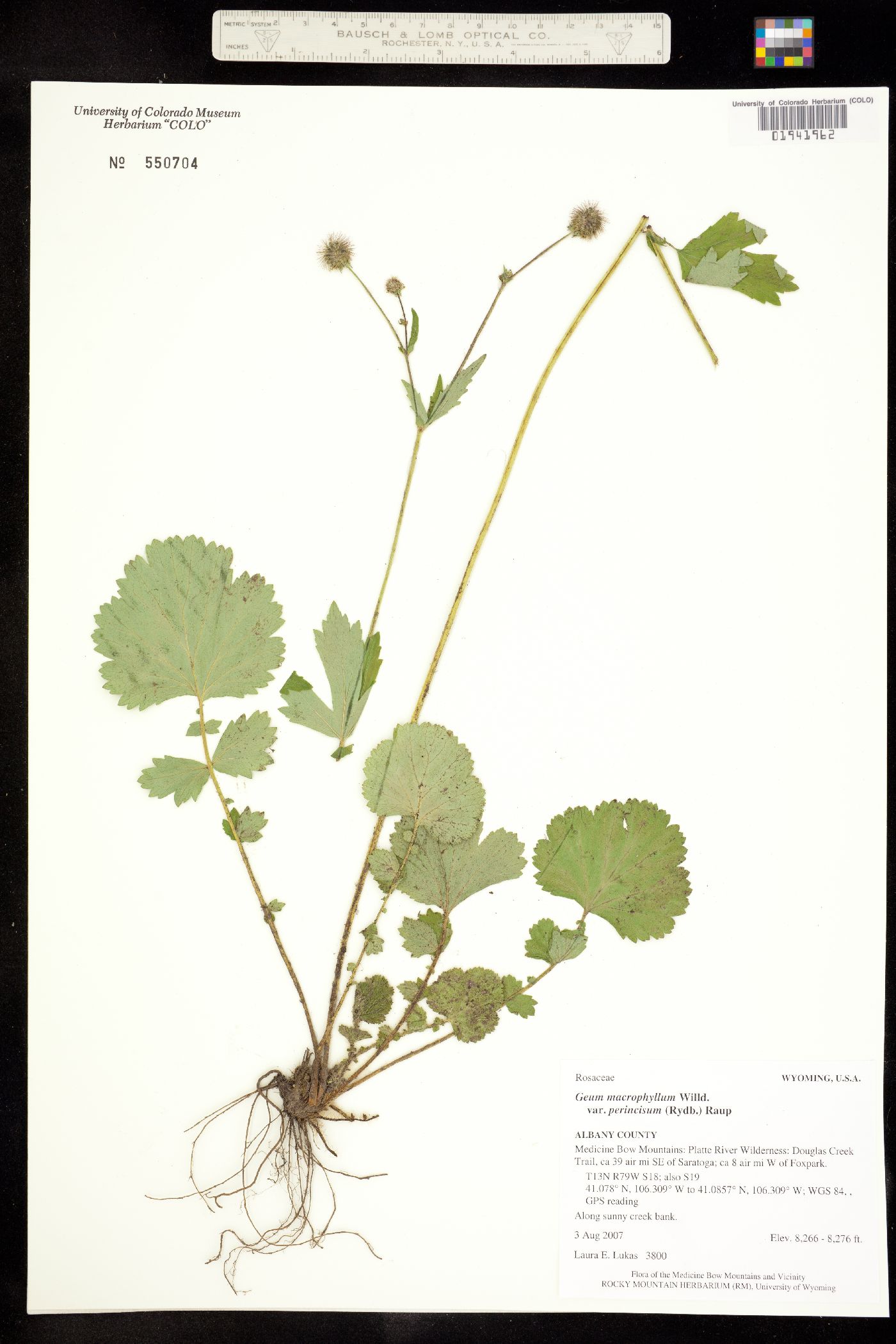 Geum macrophyllum var. perincisum image