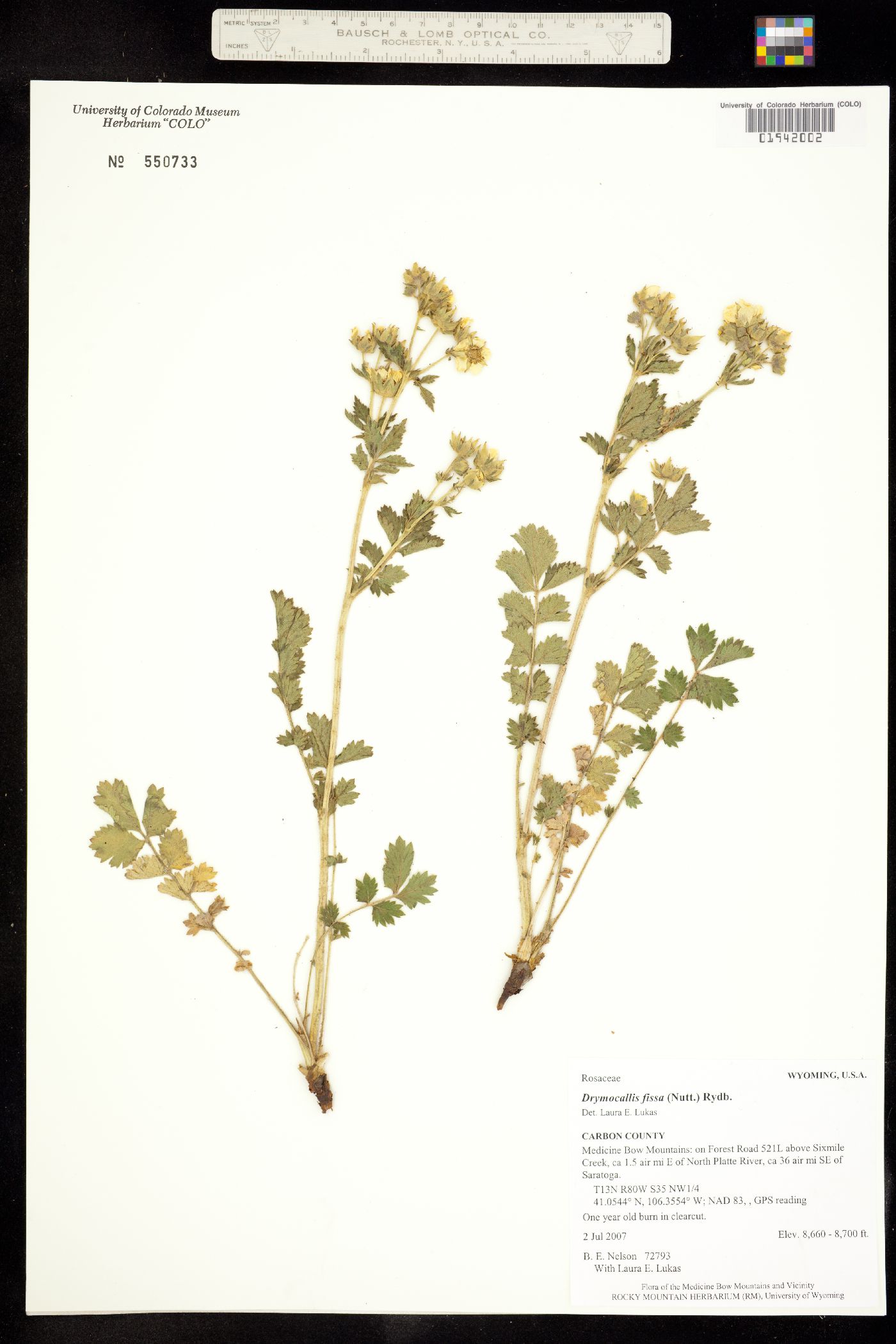 Drymocallis fissa image