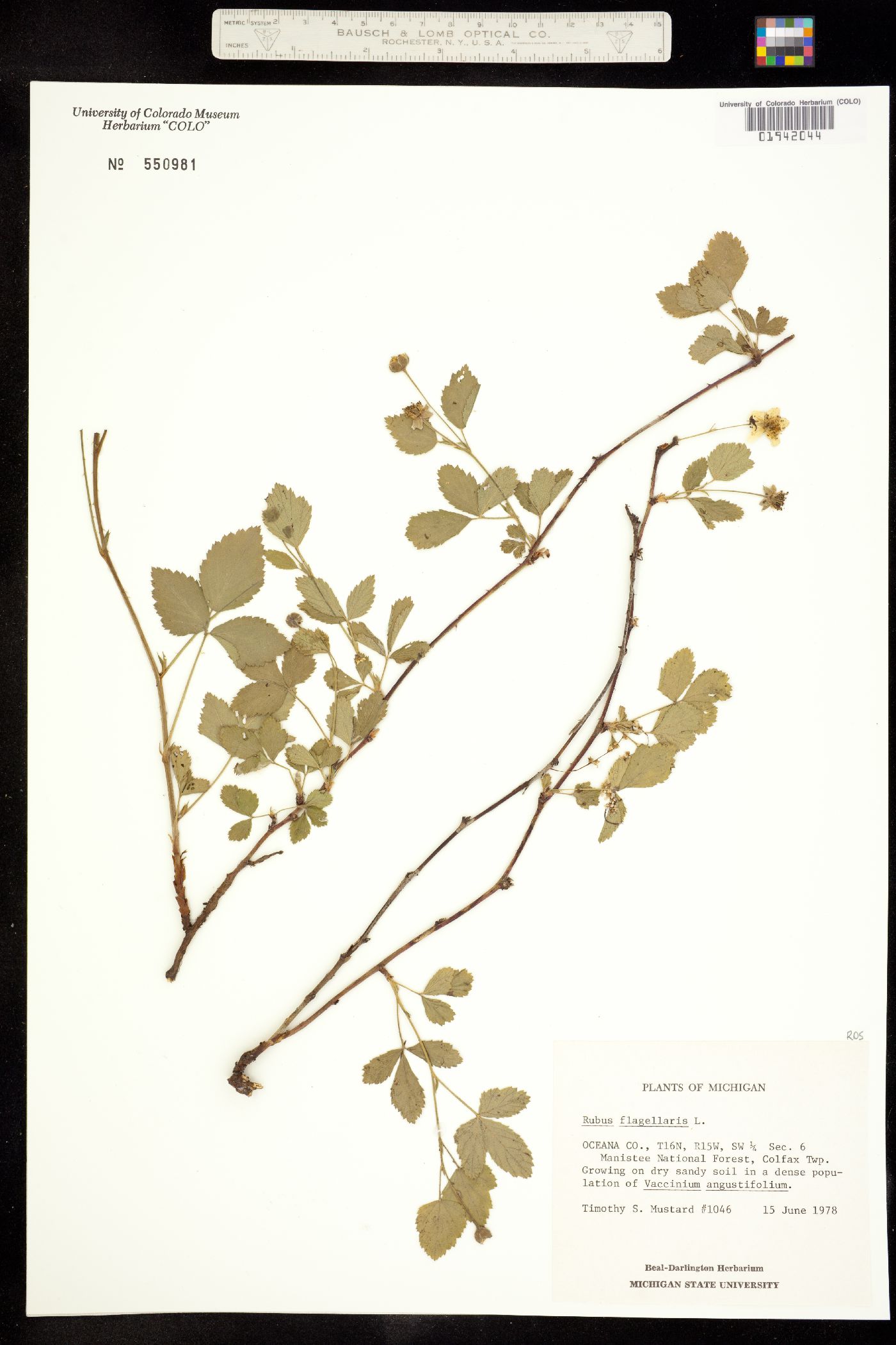 Rubus flagellaris image