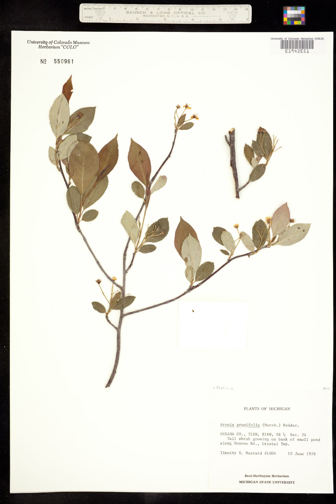 Photinia prunifolia image