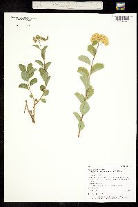 Image of Spiraea betulifolia