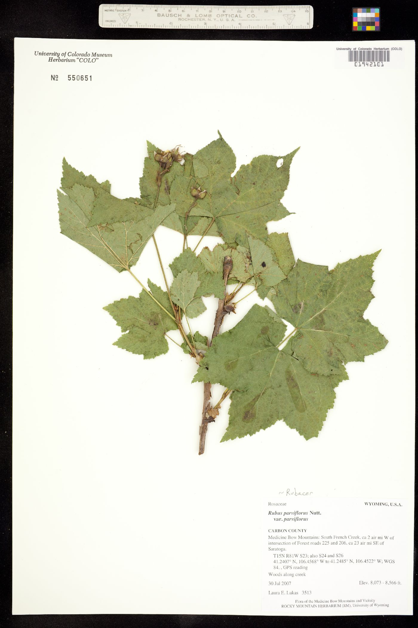 Rubus parviflorus image