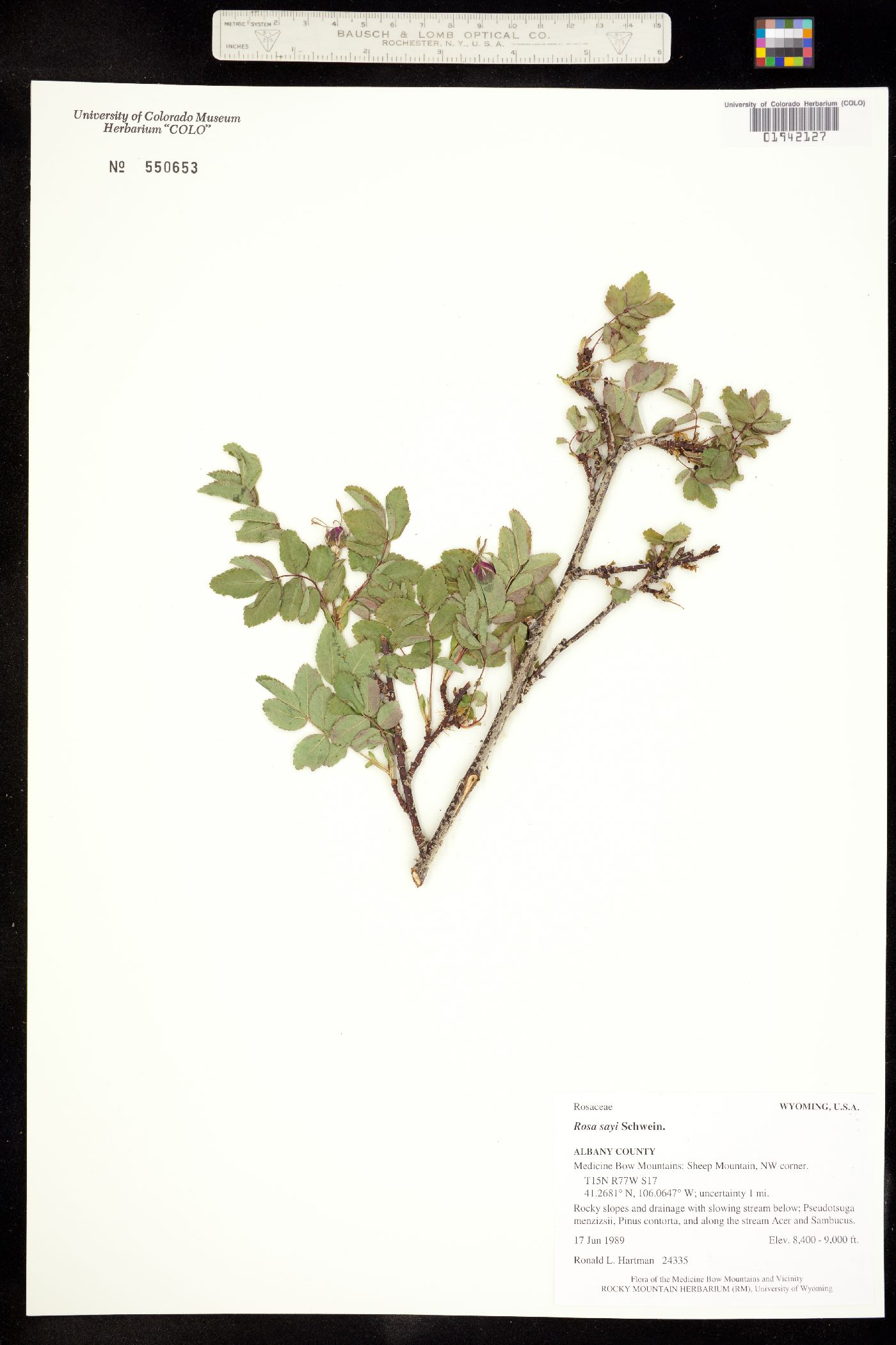 Rosa acicularis ssp. sayi image