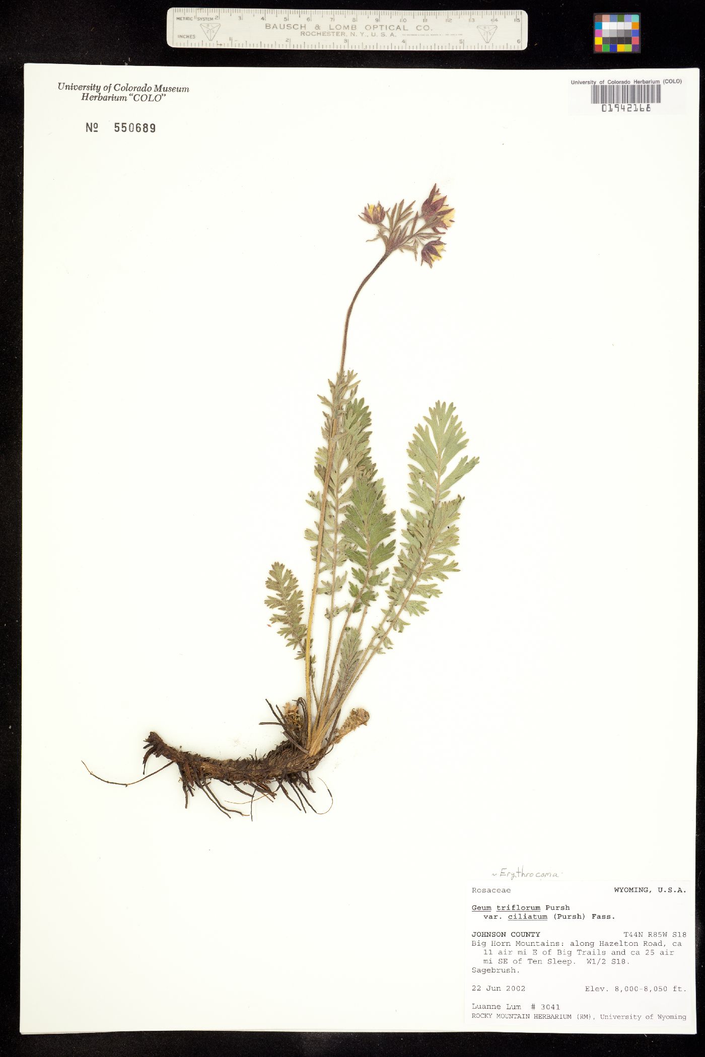 Geum triflorum image