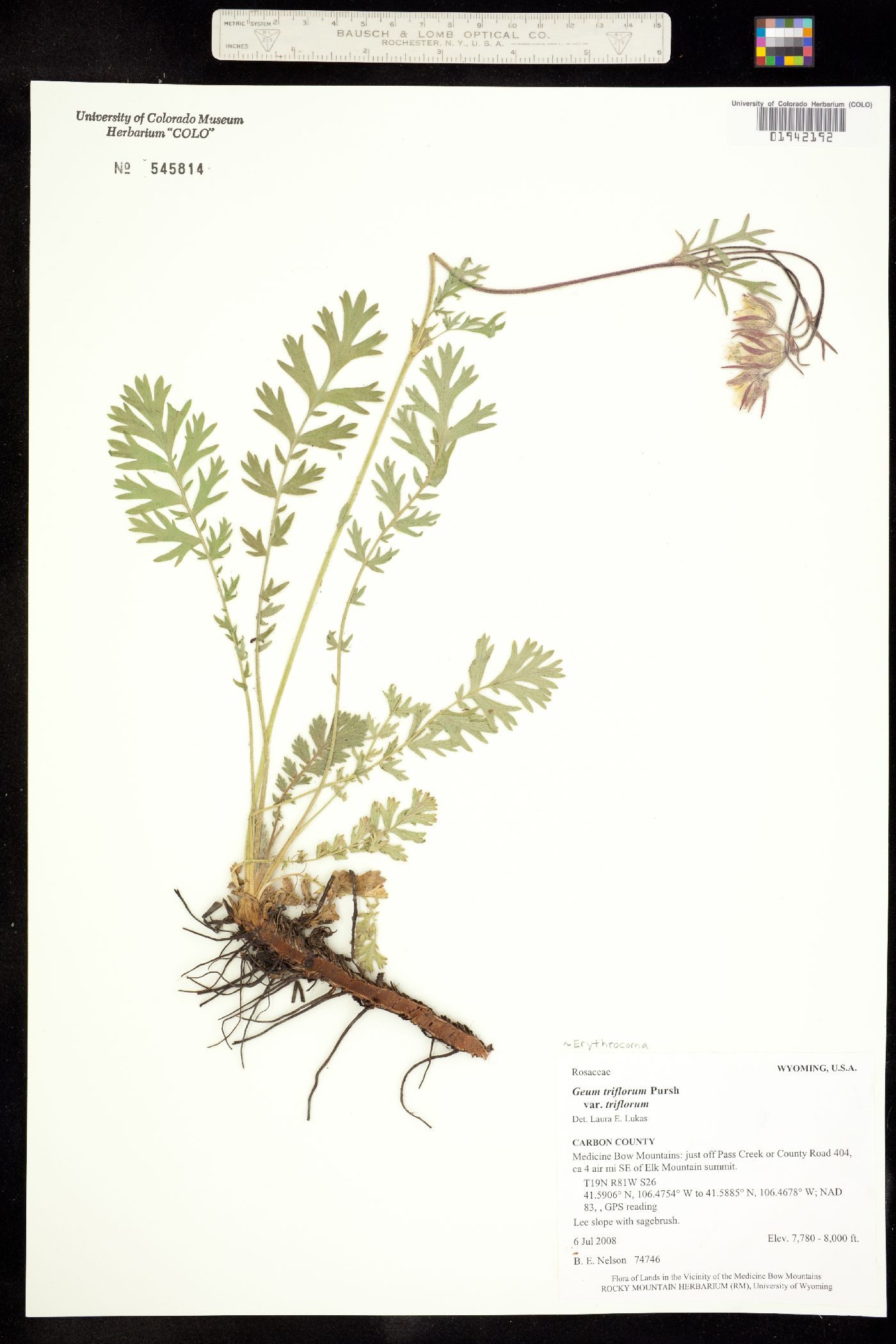 Geum triflorum image