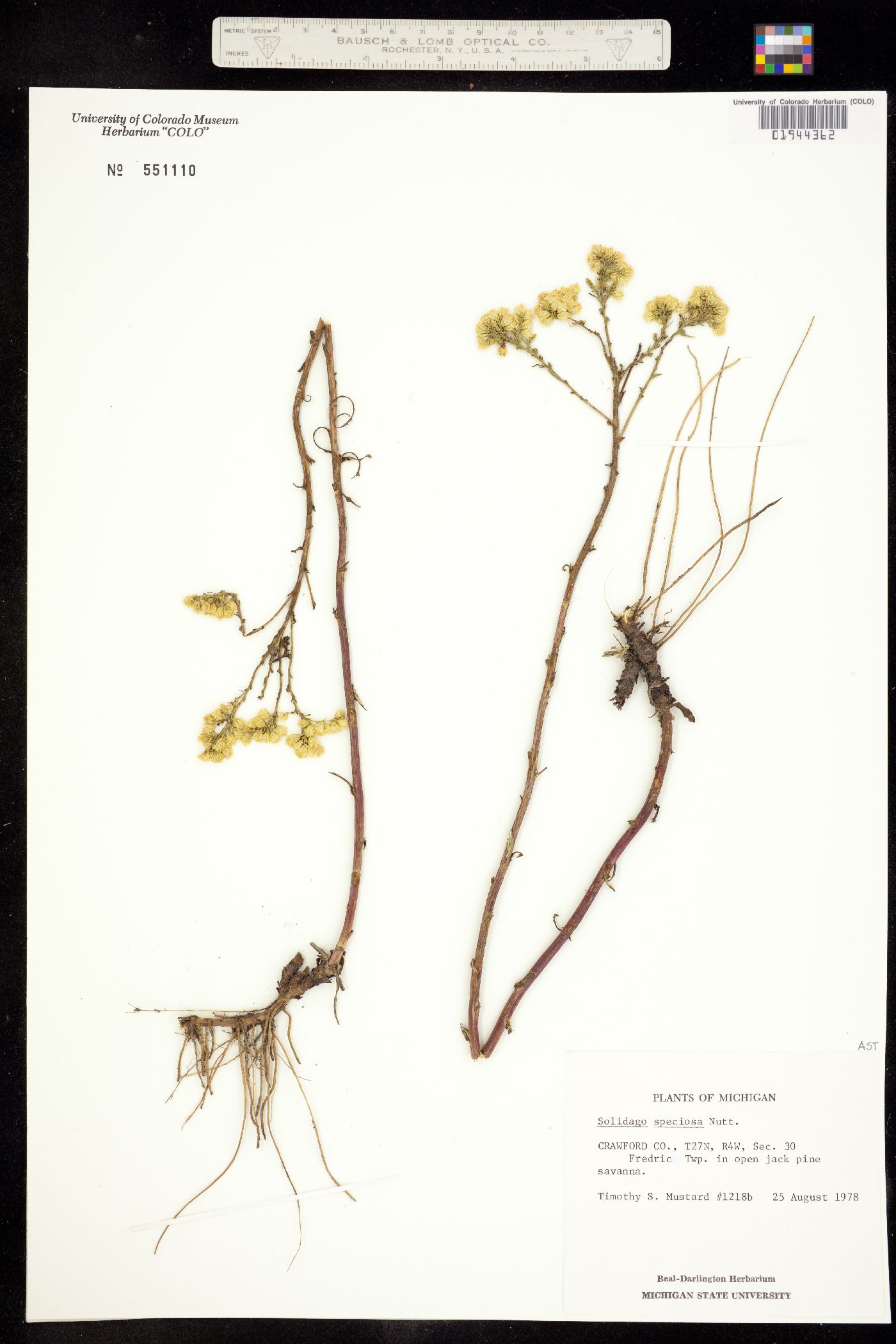 Solidago speciosa image