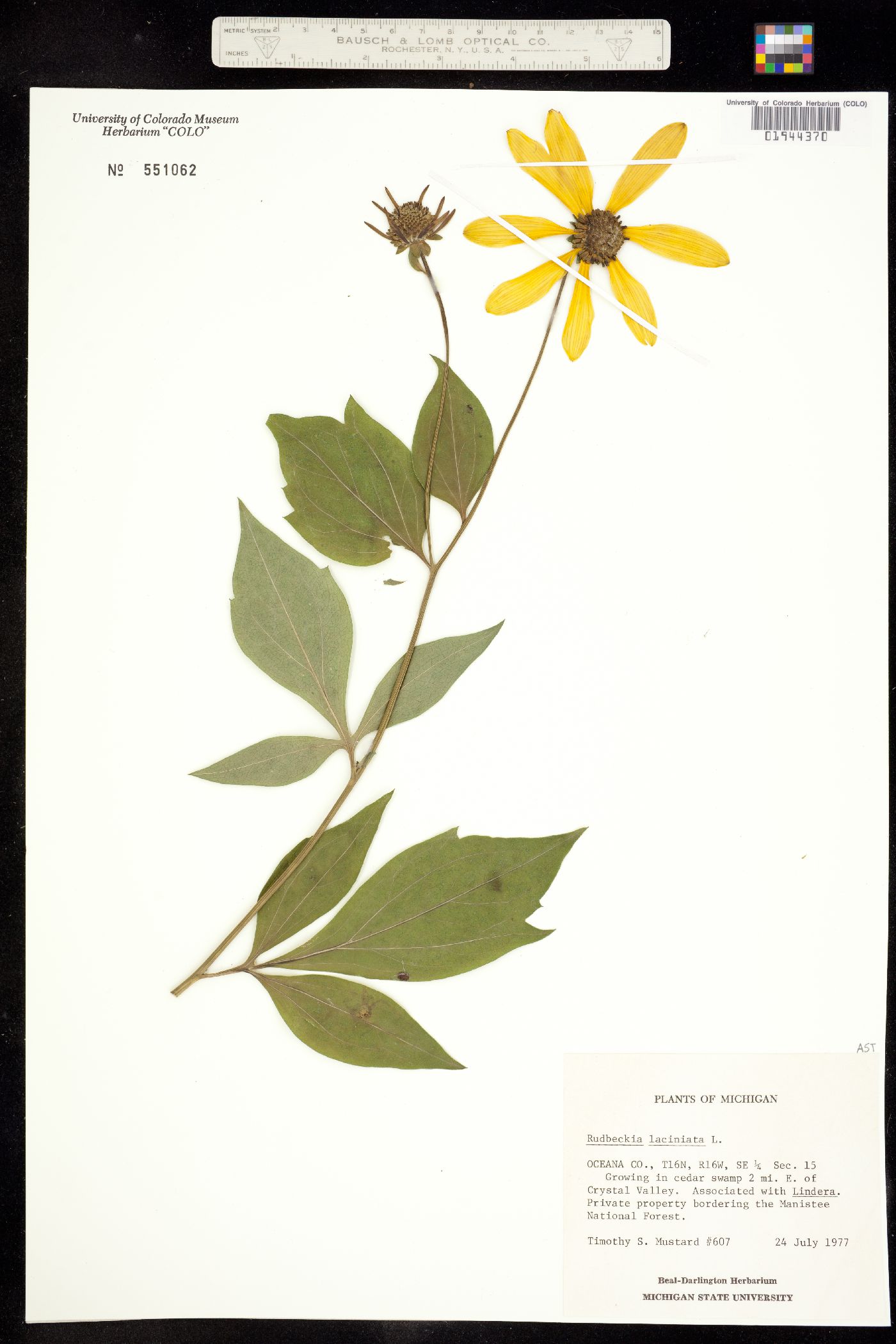 Rudbeckia laciniata image