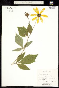 Image of Rudbeckia laciniata
