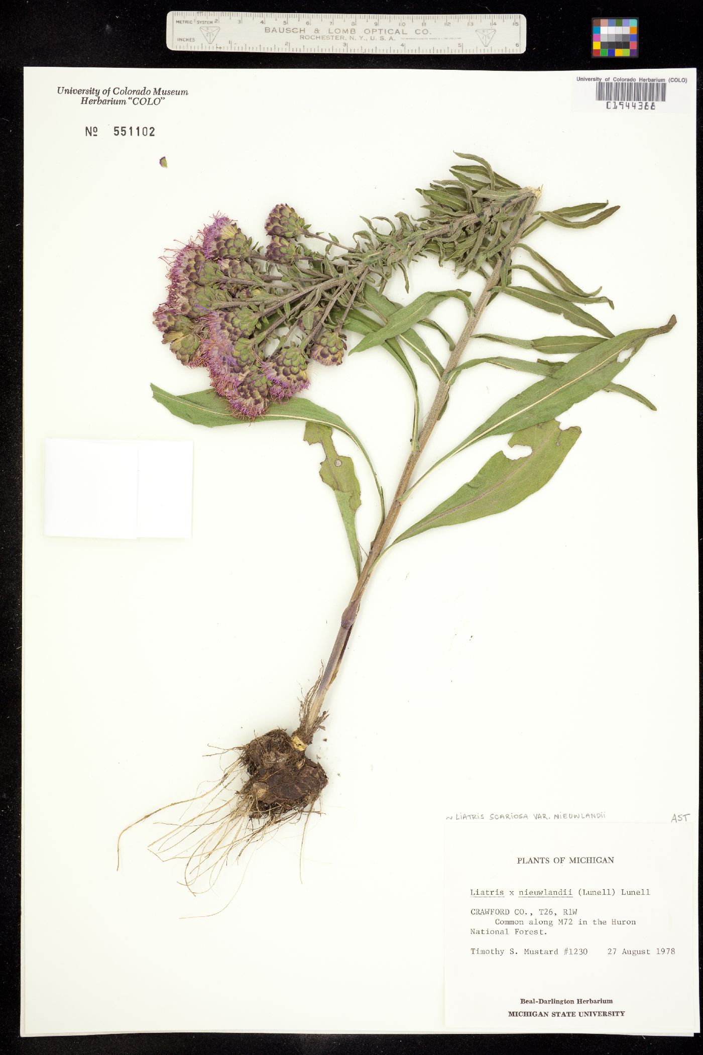 Liatris scariosa image