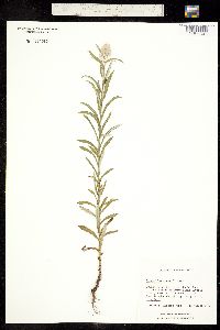 Image of Pseudognaphalium obtusifolium