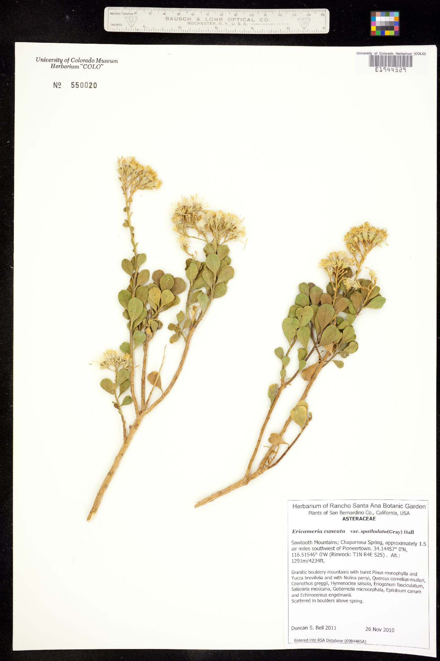 Ericameria cuneata image