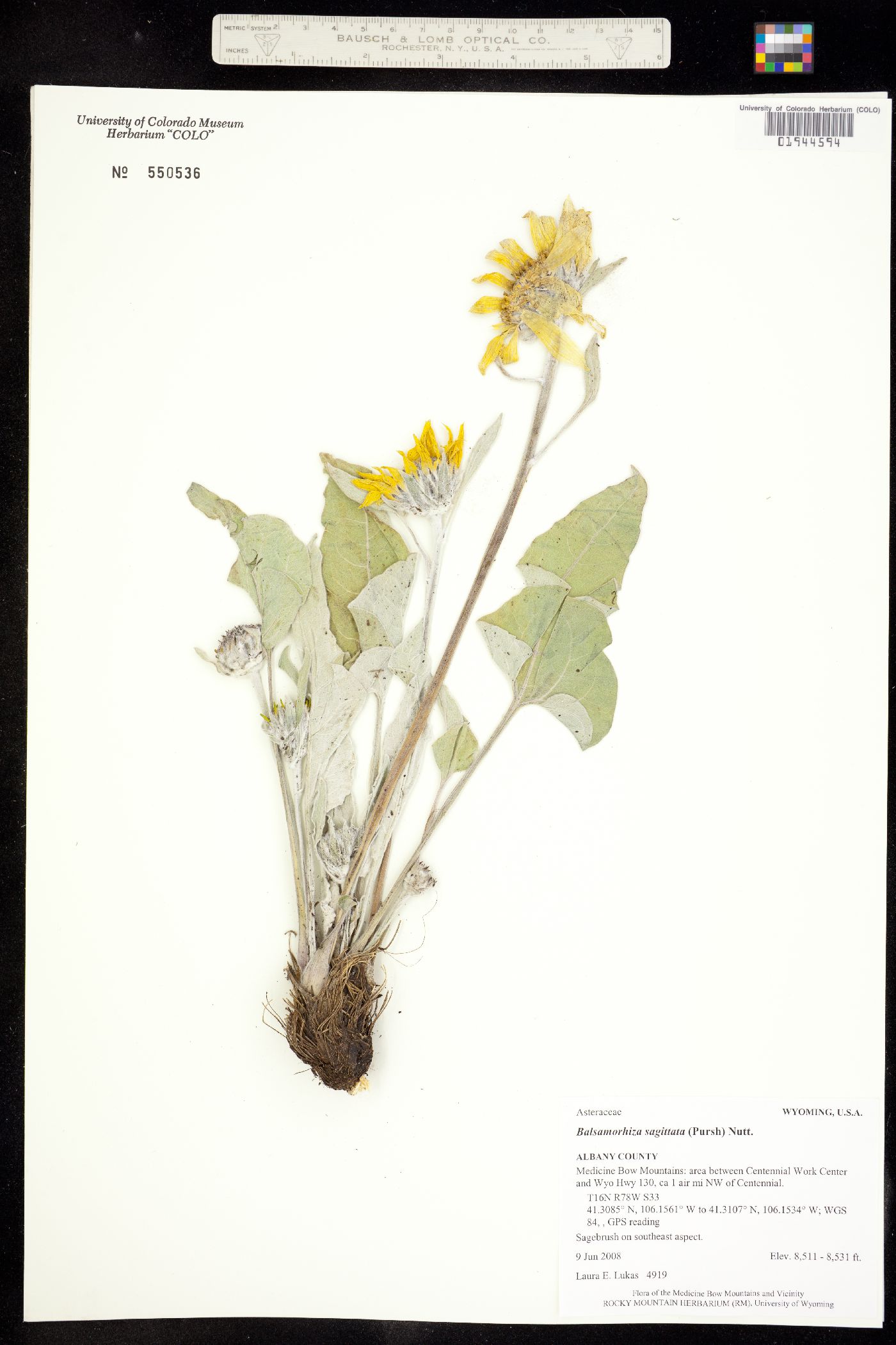 Balsamorhiza sagittata image