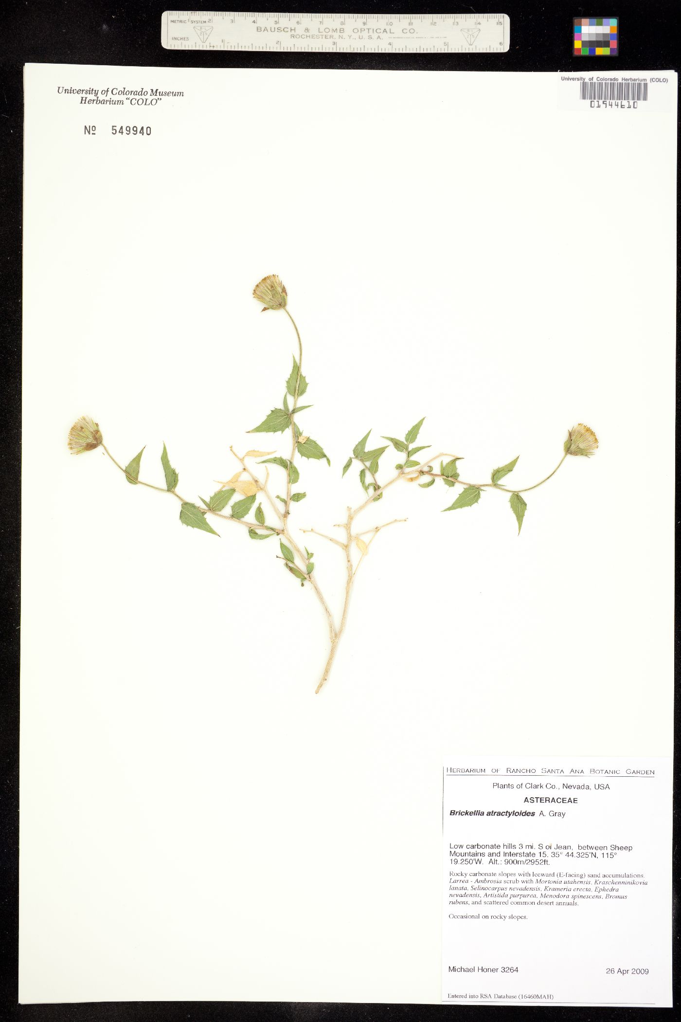 Brickellia atractyloides image