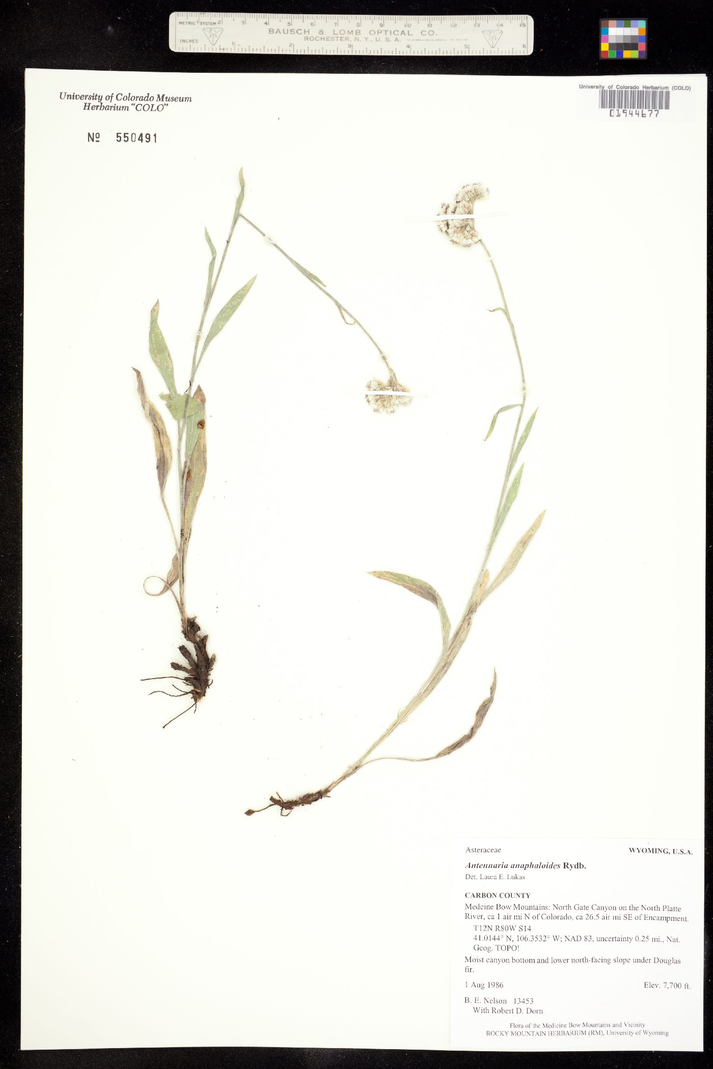 Antennaria anaphaloides image