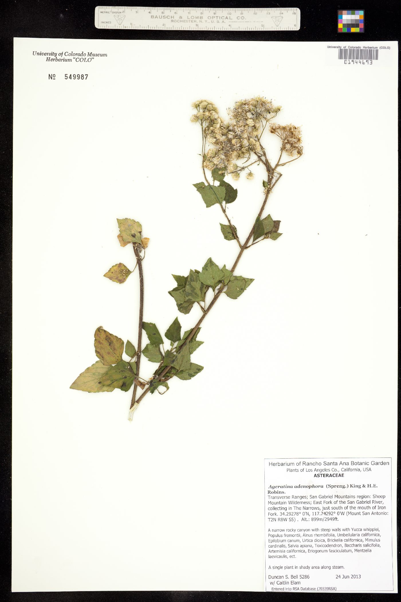 Ageratina adenophora image